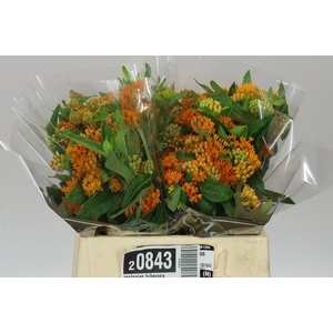 Asclepias Tuberosa