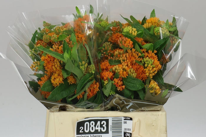 <h4>Asclepias Tuberosa</h4>