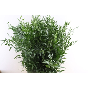 Ruscus Long 4 Stems P Bunch