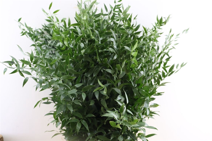 <h4>Ruscus Long 4 Stems P Bunch</h4>