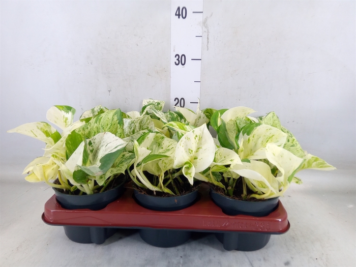<h4>Epipremnum pinn. 'Happy Leaf'</h4>