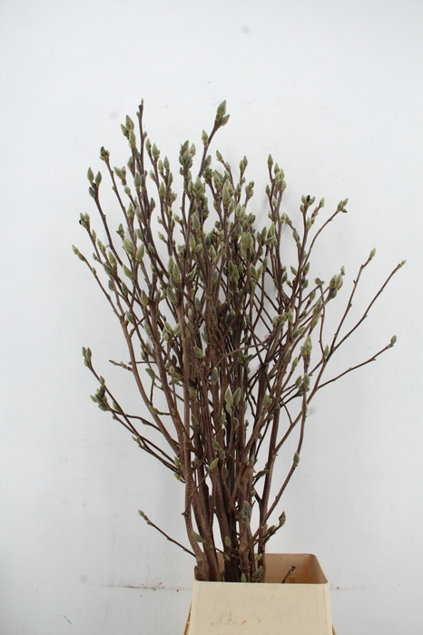 MAGNOLIA SUPERBA 160CM