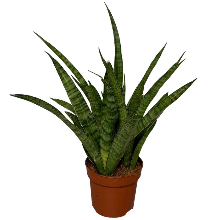 <h4>Sansevieria aubrytiana</h4>