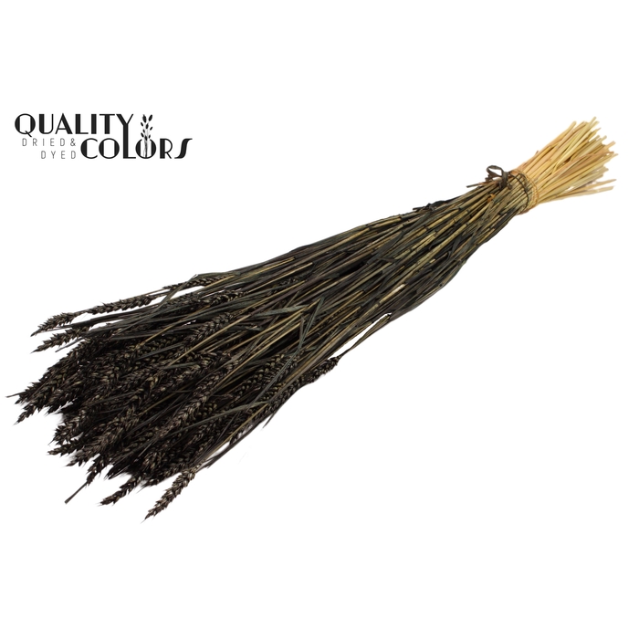 <h4>Triticum (sunbleached) per bunch Black</h4>