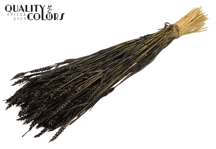 <h4>Triticum (sunbleached) per bunch Black</h4>