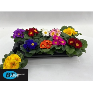 PRIM ACAULIS GEMENGD