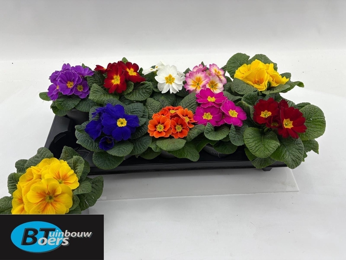 <h4>PRIM ACAULIS GEMENGD</h4>