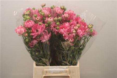 <h4>Ran N Moderna Venus</h4>