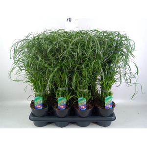 Cyperus alternifolius
