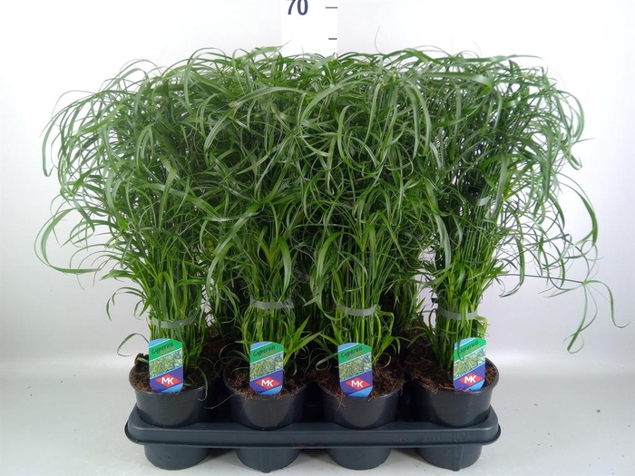 <h4>Cyperus alternifolius</h4>