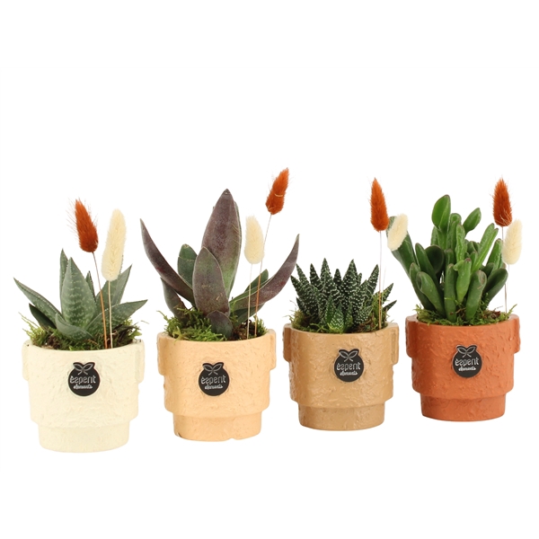 <h4>41551: Treasure time arrangement</h4>