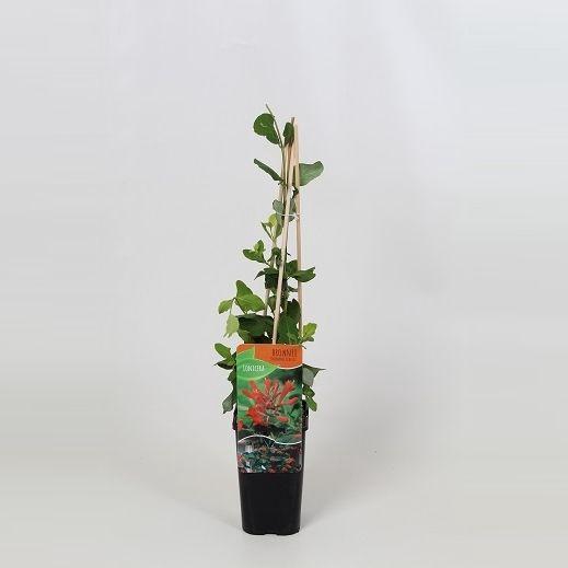 <h4>Lonicera brownii Dropmore Scarlet</h4>