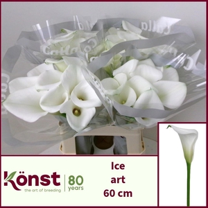 ZANT ICE ART