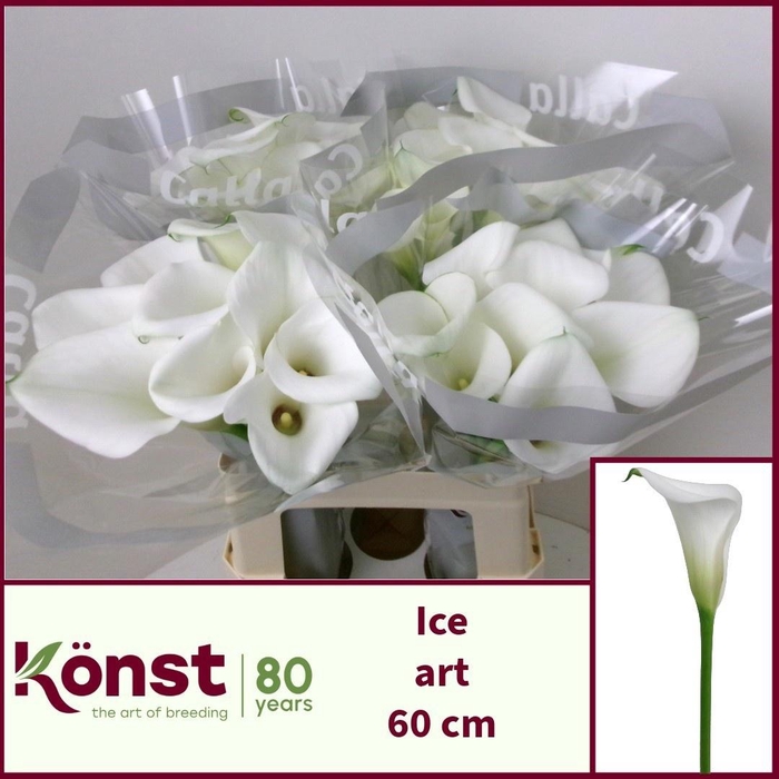 <h4>ZANT ICE ART</h4>