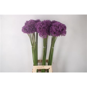 Allium Gladiator