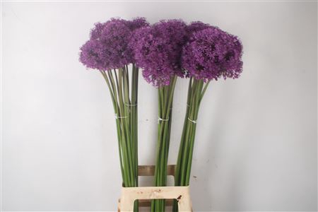 <h4>Allium Gladiator</h4>