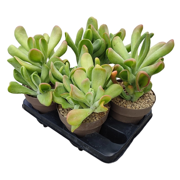 <h4>KALANCHOE THYRSIFLORA ORICULA - POT Ø 16 - TRAY 4 PCS (SUCCULENTEN)</h4>