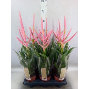 Tillandsia  'Dolce'