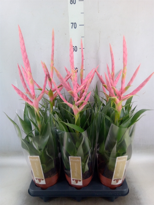 <h4>Tillandsia  'Dolce'</h4>