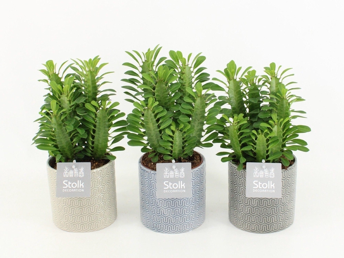 <h4>Euphorbia Trigona Groen in Gaia keramiek</h4>