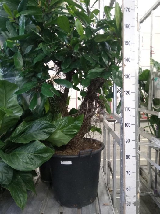 <h4>Ficus cyathistipula</h4>