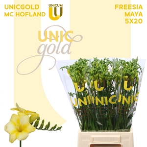 Fr En Yelena X20 Hofland