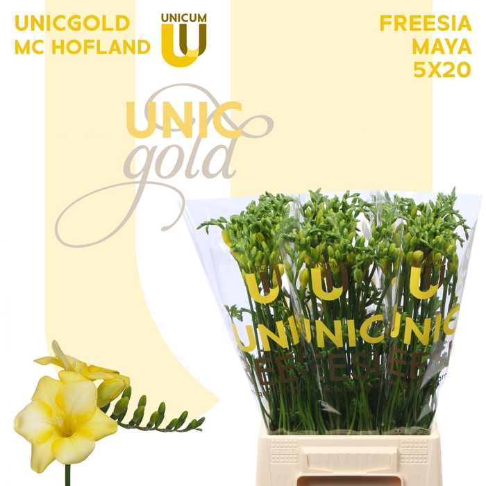 <h4>Fr En Yelena X20 Hofland</h4>