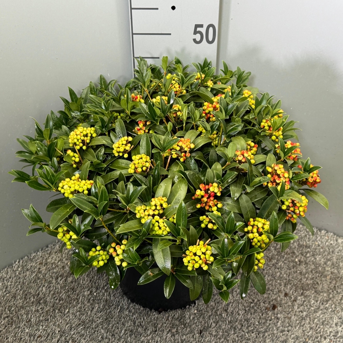 <h4>Skimmia japonica 'Red Berry Bee'</h4>