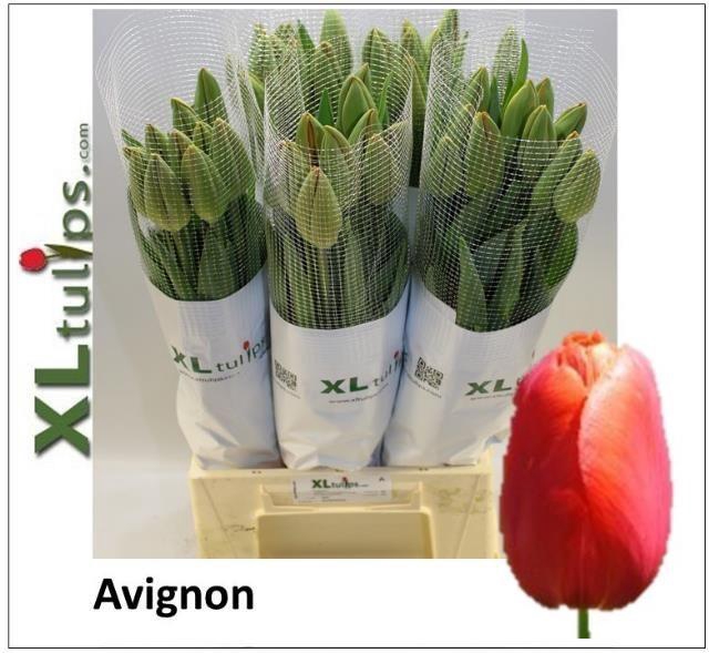 <h4>Tu En Avignon</h4>