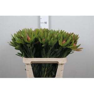 Leucad Ayoba Sky Ex Nut