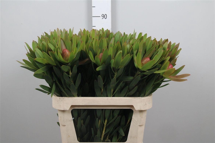 <h4>Leucad Ayoba Sky Ex Nut</h4>