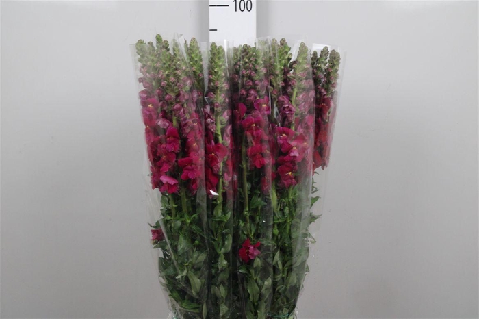 <h4>Antir It. Red</h4>