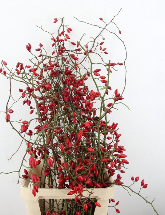 <h4>ROSA ZAFFIRO 110CM</h4>