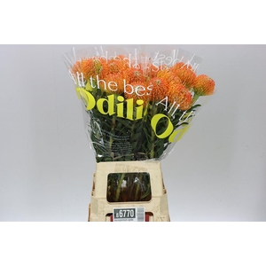 Leucospermum Ayoba Peach