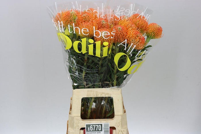 <h4>Leucospermum Ayoba Peach</h4>