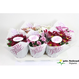 Chrysanthemum Indicum Grp Elle Fleur mix