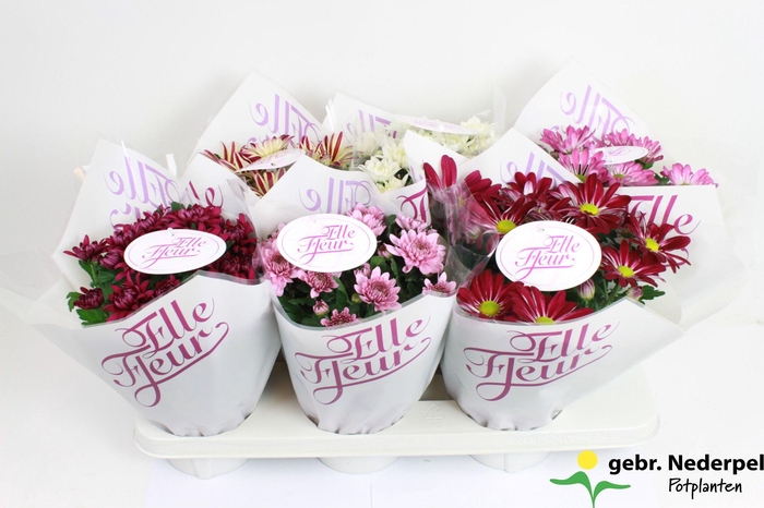 <h4>Chrysanthemum Indicum Grp Elle Fleur mix</h4>