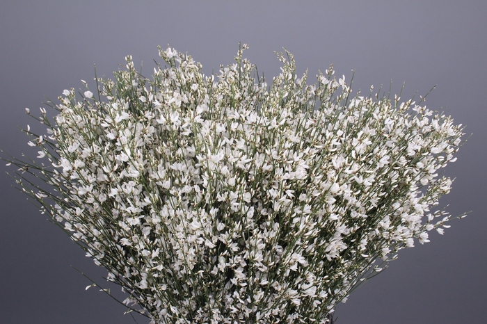 <h4>Genista Heidebrem White</h4>