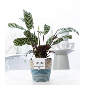 Ctenanthe Burle Marxii in P&PURE Fashionpot Valerie