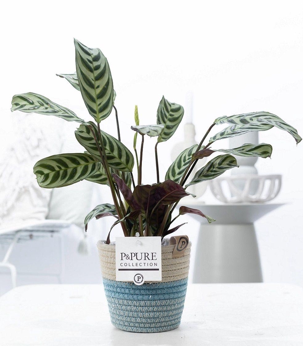 <h4>Ctenanthe Burle Marxii in P&PURE Fashionpot Valerie</h4>