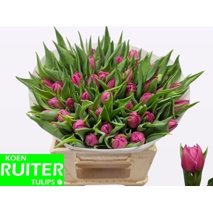 TU DU DOUBLE PRINCES