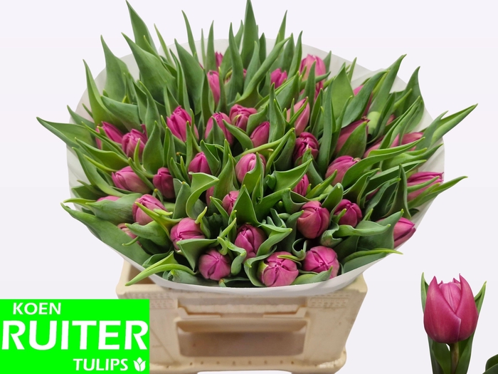 <h4>TU DU DOUBLE PRINCES</h4>