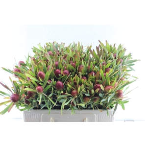 Leucad Ayoba Cher Pearl Spray