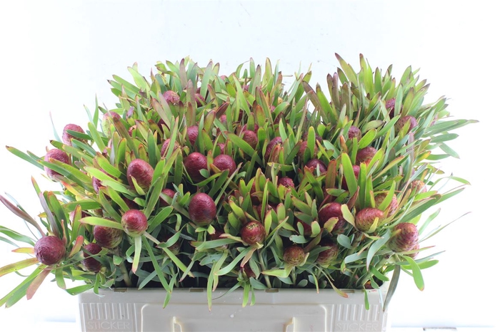 <h4>Leucad Ayoba Cher Pearl Spray</h4>