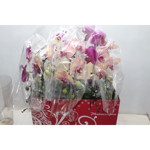 PHALAENOPSIS CASCATA ESPECIAL P15 MIN 8 FLS