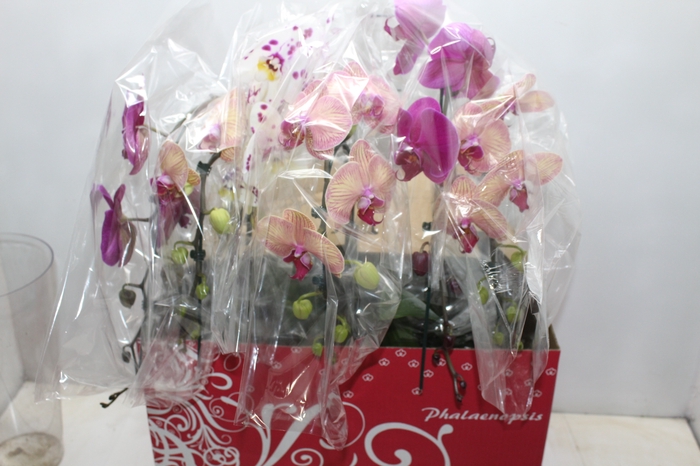 <h4>PHALAENOPSIS CASCATA ESPECIAL P15 MIN 8 FLS</h4>