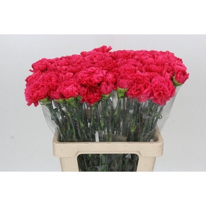 Dianthus St Bizet