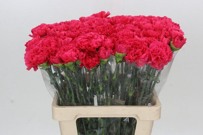 <h4>Dianthus St Bizet</h4>