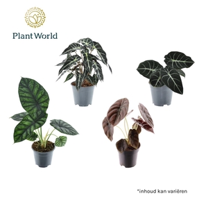 Alocasia gemengd