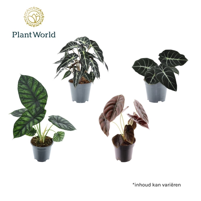 <h4>Alocasia gemengd</h4>